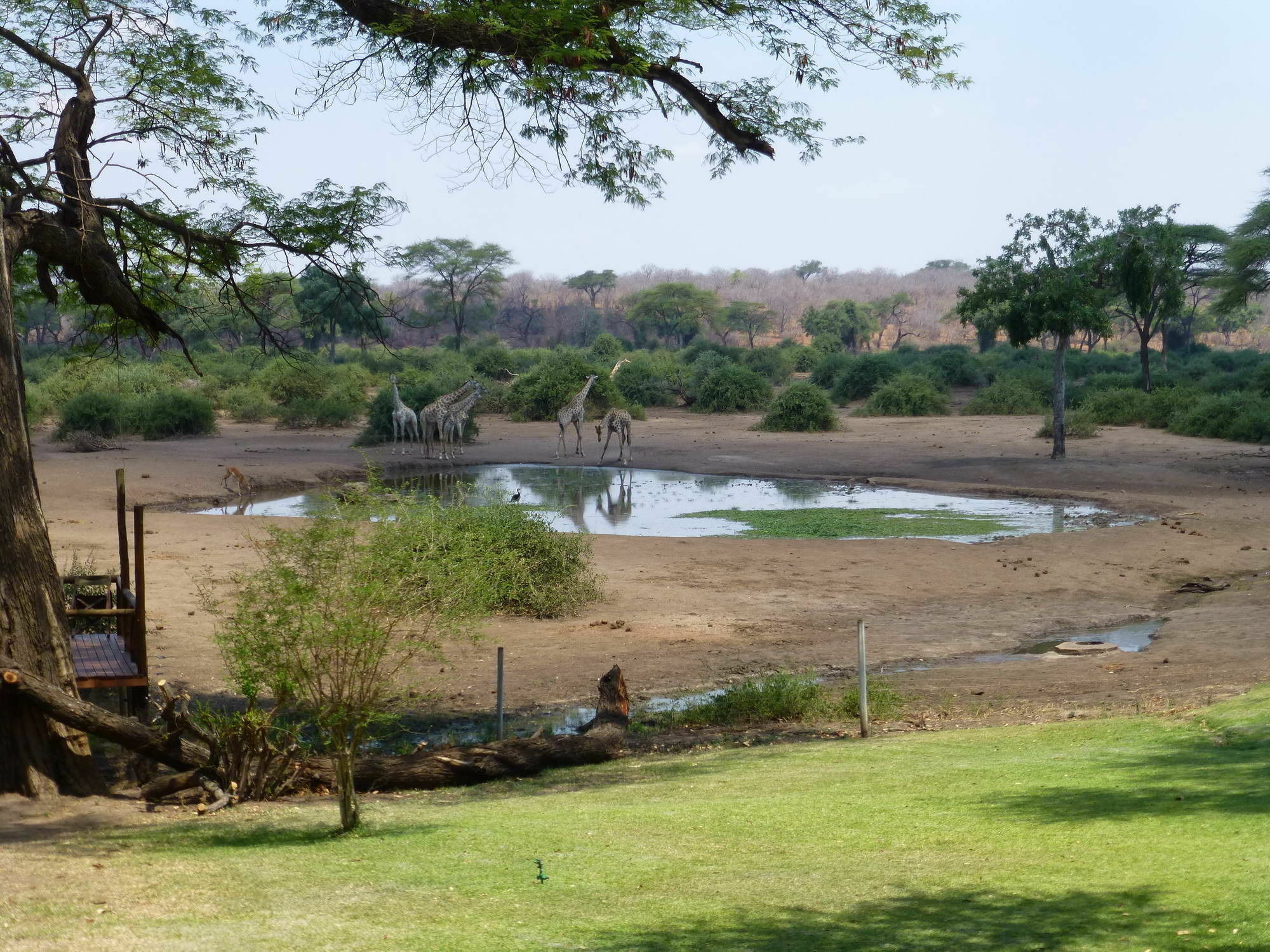 Elephant Valley Lodge Kasane Buitenkant foto